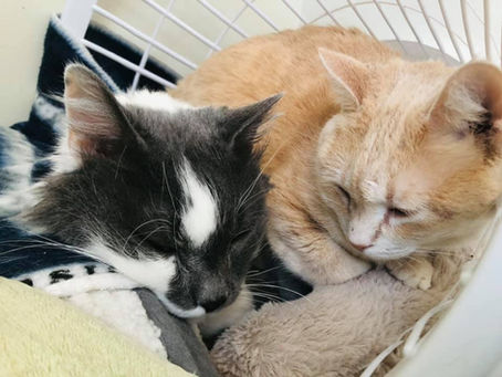 Can you foster fail (aka keep your foster forever) at MPR?