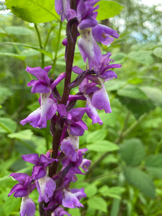 Knabenkräuter