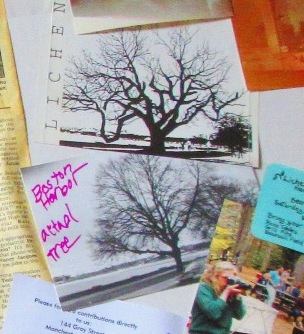Lichen Tree with actual tree inspiration at Boston Harbor