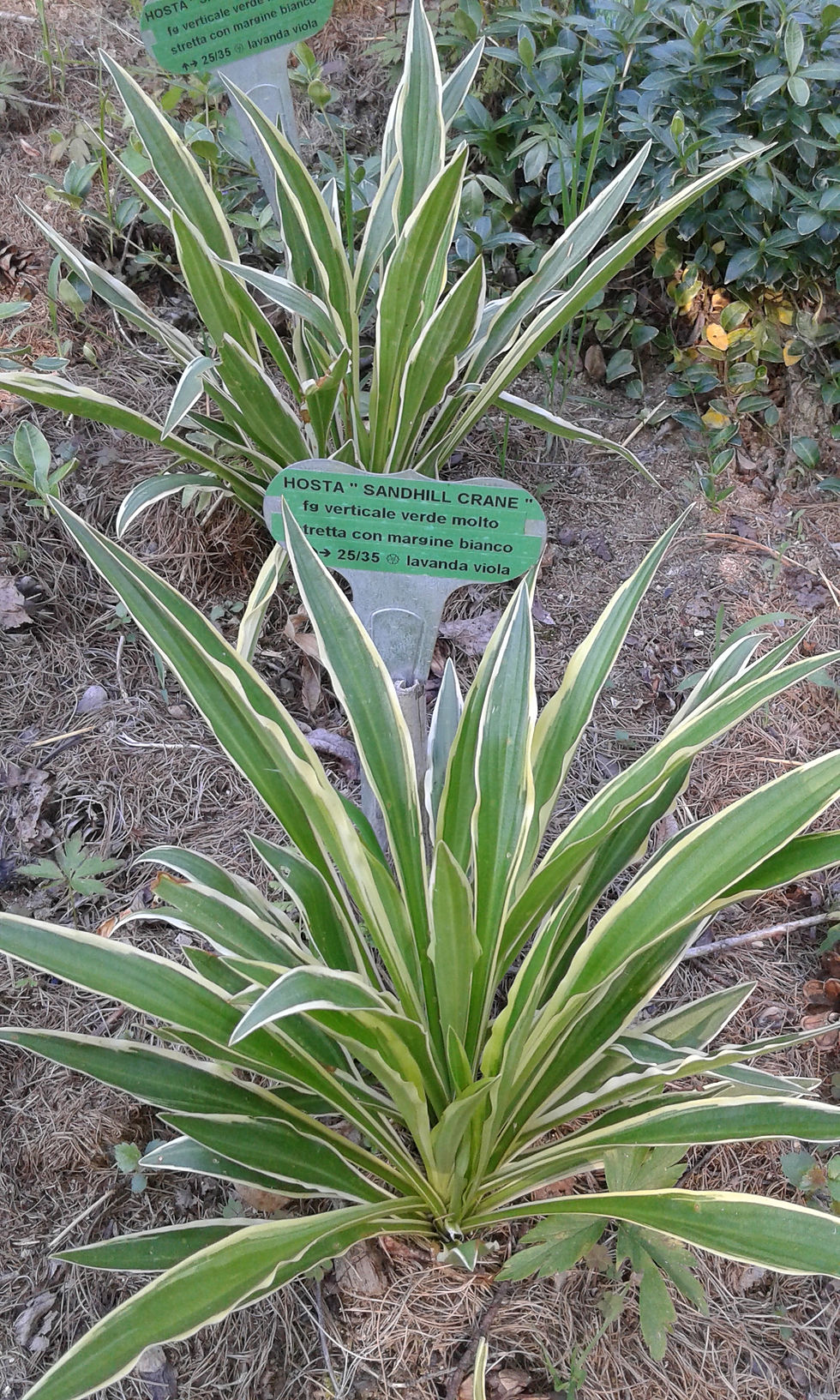 Hosta
