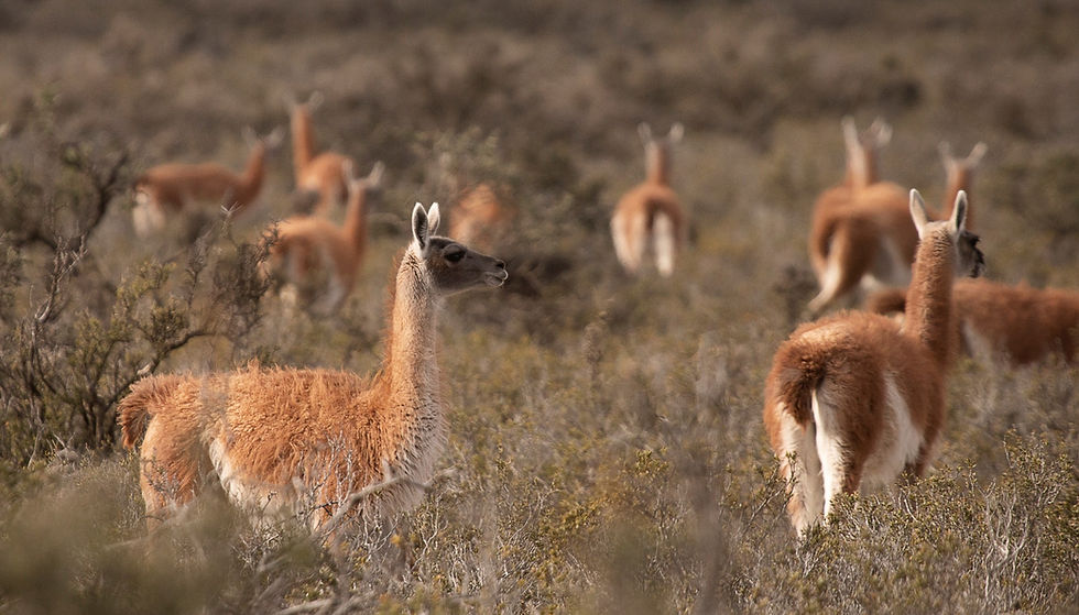 guanaco.jpg