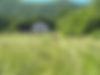 field with cows .jpg