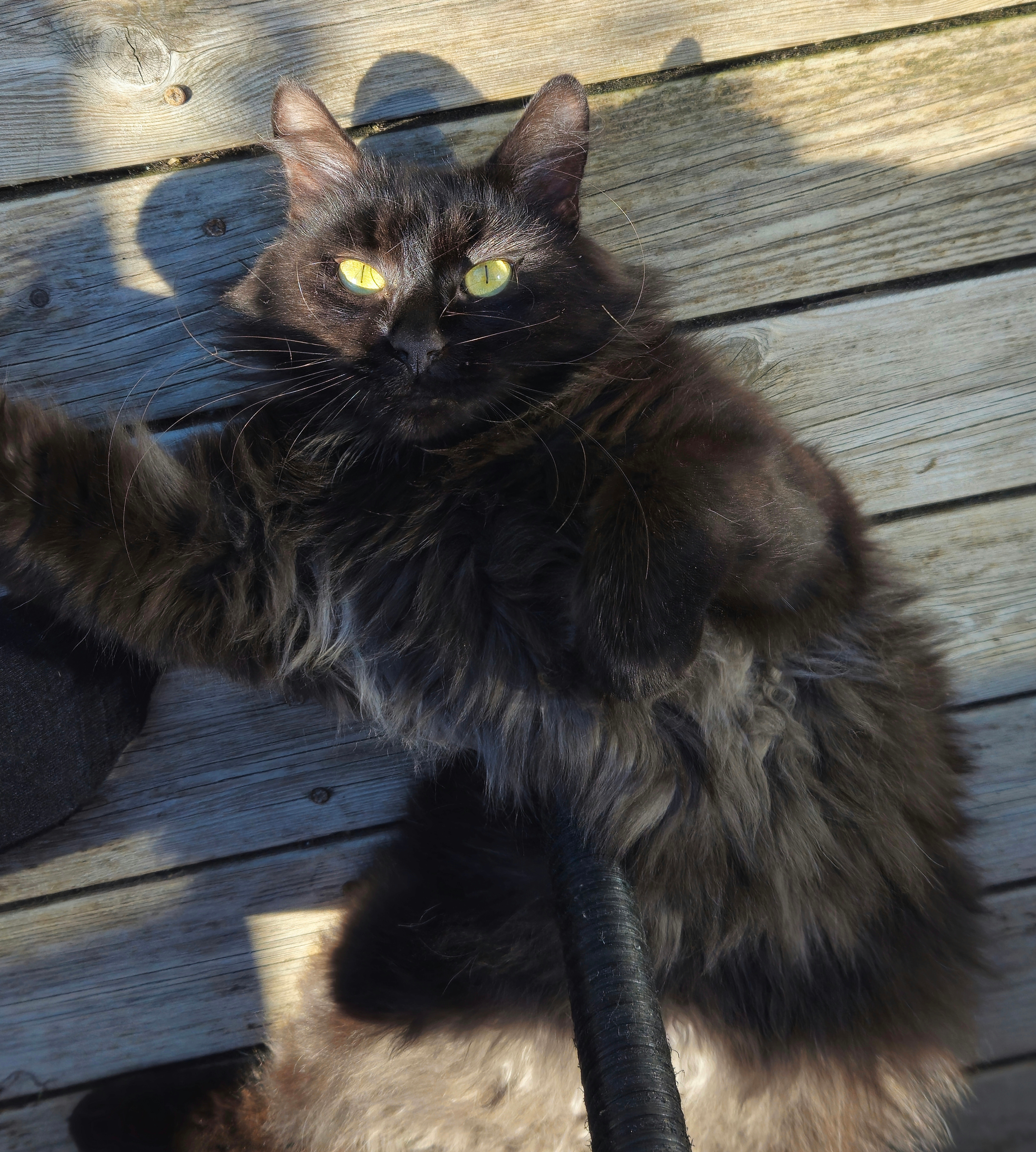 My cat Oliver