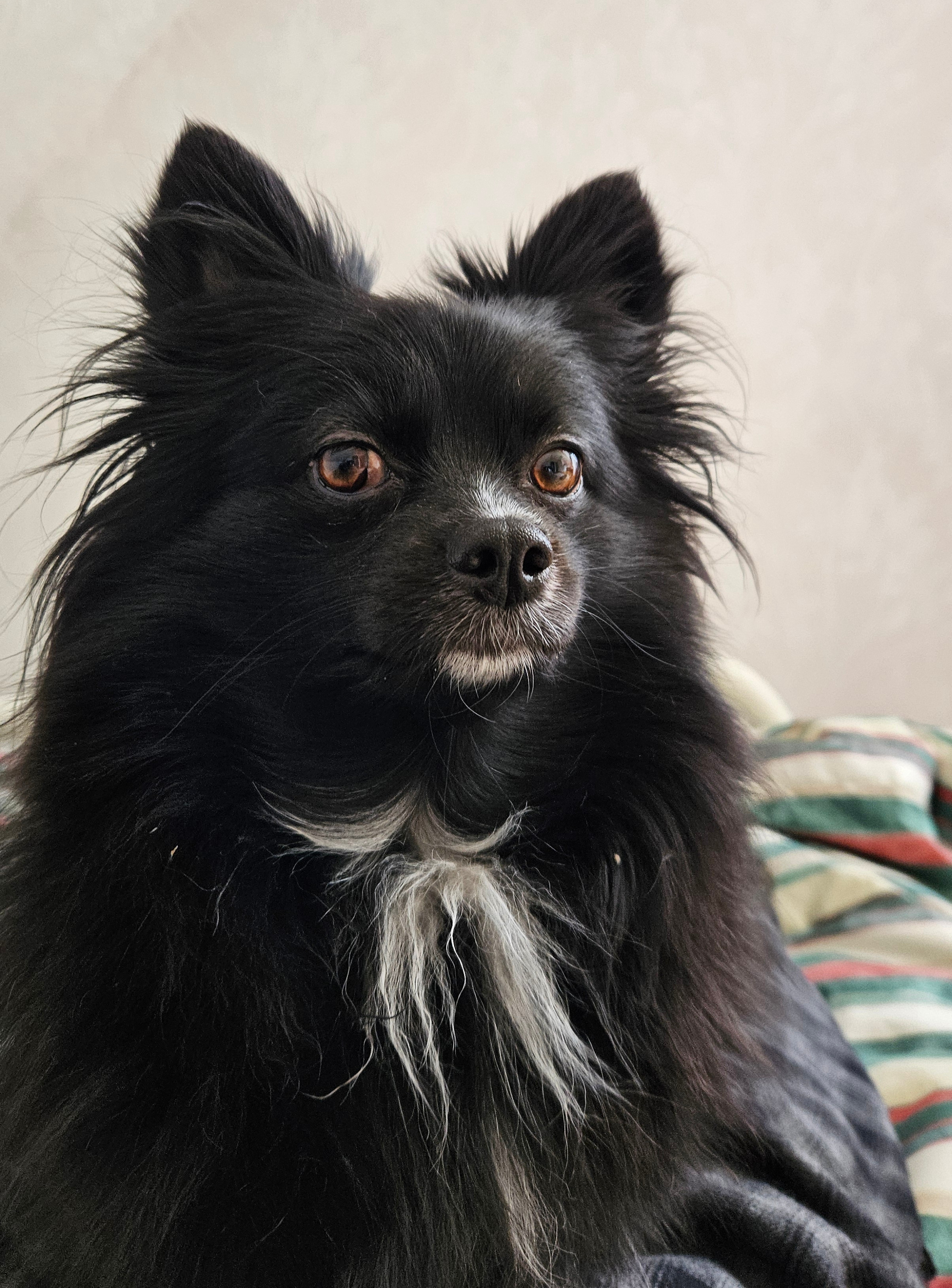 My dog Pixie