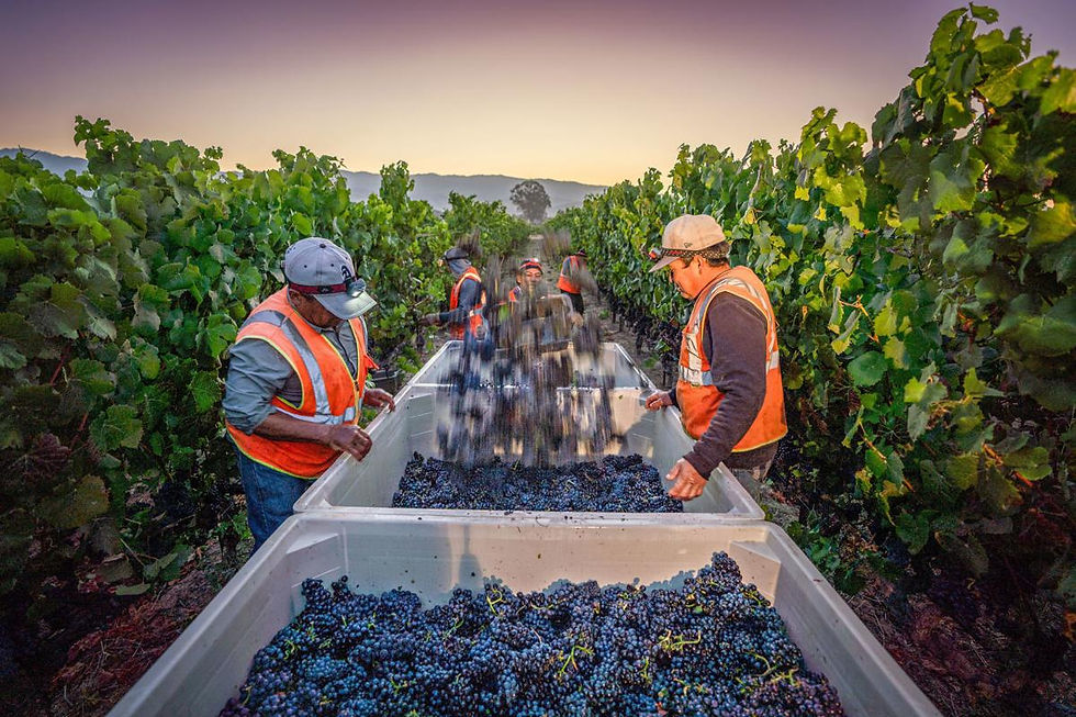 Workers in neon vests harvest grapes into bins at sunrise in a vineyard. Lush green vines line the rows, creating a serene backdrop.