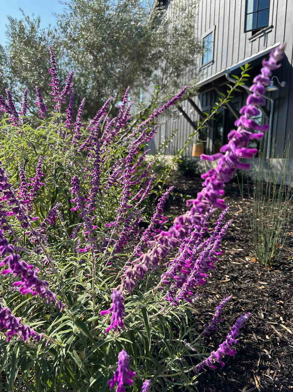 Flowers outside Eleven Eleven Winery