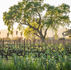 Oak tree overlooking Napa vineyard