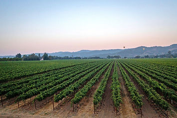 A vineyard in the Oak Knoll AVA district