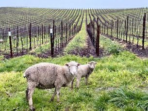 Earth Day In Napa Valley, Farming For The Future
