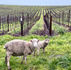 Earth Day In Napa Valley, Farming For The Future