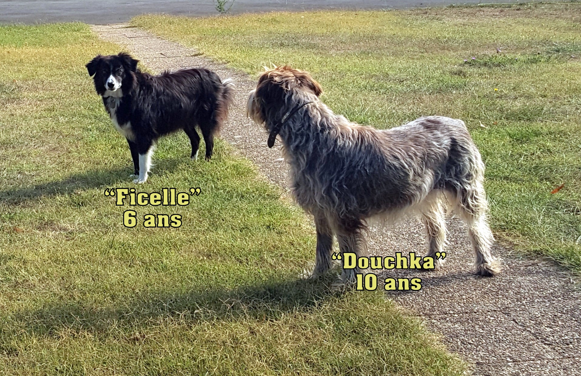 DOUCHKA 10 ans et FICELLE 6 ans - griffons - Asso Viking A99705_7b293b34d2f74eb79ec54f74ac1f7fcb~mv2_d_1916_1238_s_2