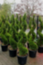 Spiralna tuja Smaragd