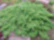 Juniperus Green Carpet