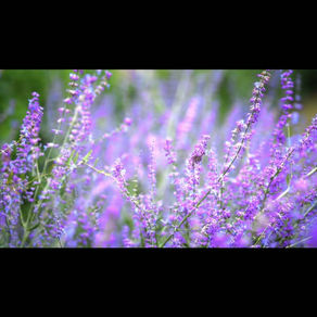 Una dedica per l'8 marzo