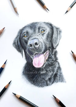 Belleblacklabportrait