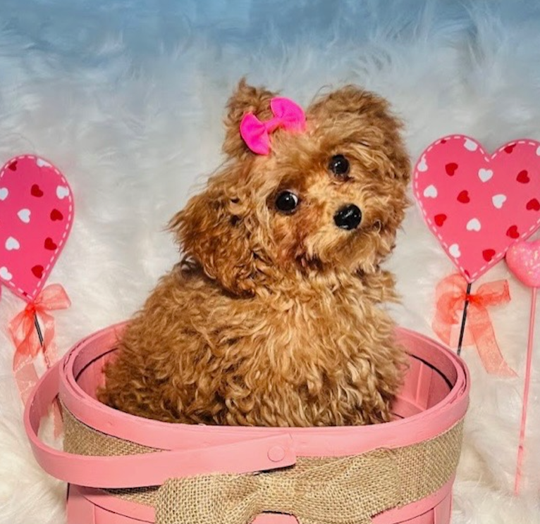 Screenshot 2025-10-03 at 2.47.29 PM.png