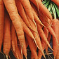 rare vegetable seeds canada