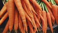 carottes