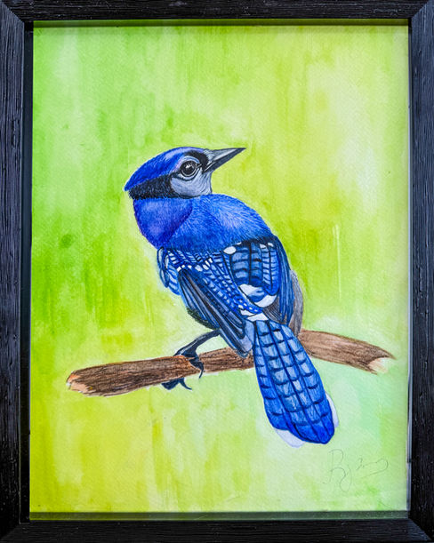 Original watercolor painting of a blue jay resting among trees, with vivid blue feathers and soft natural details.