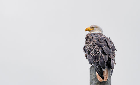 eagl copy 2