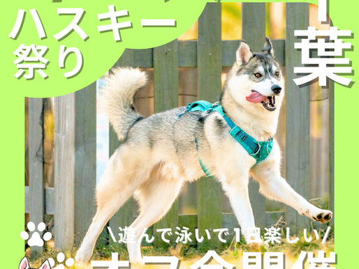 ハスキー祭り初開催🎉