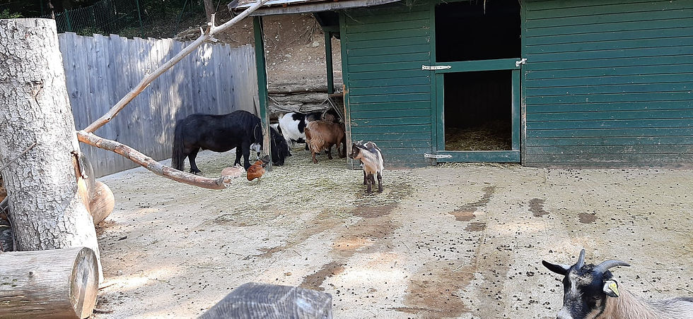 Fattoria al Parco Faunistico Spormaggiore