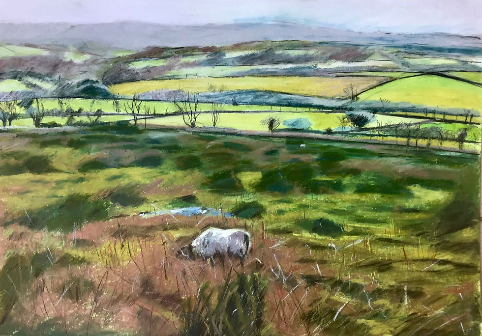 Grazing sheep on Dartmoor