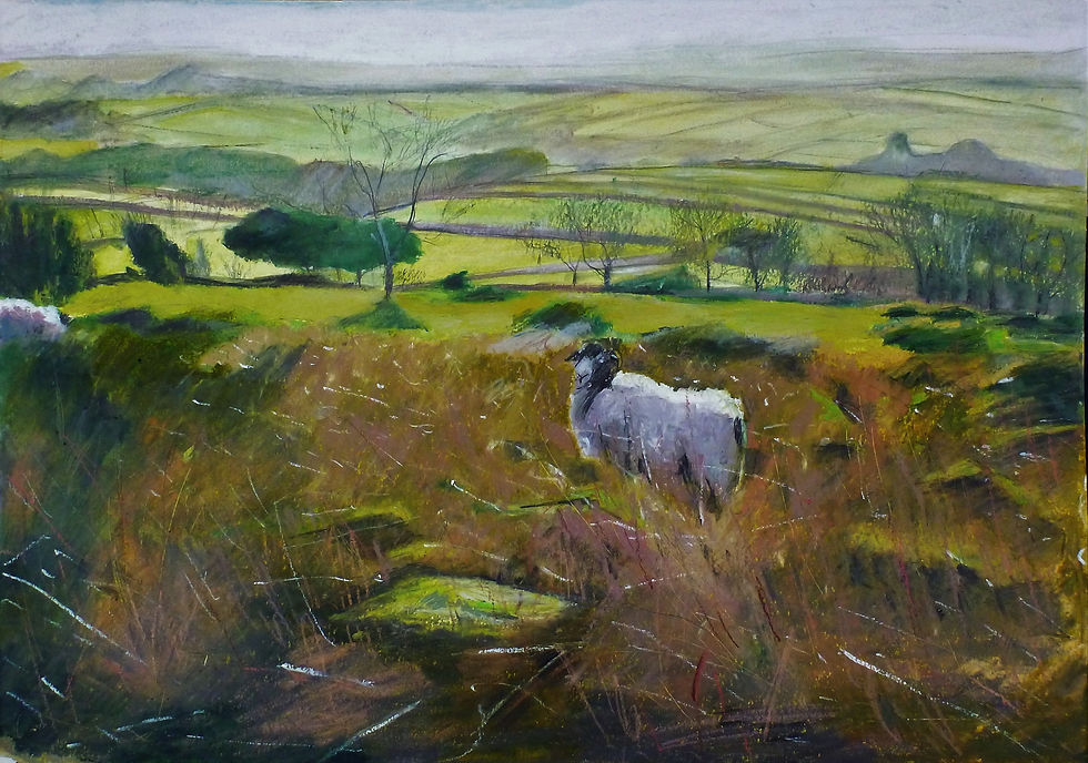Sheep near Pew Tor