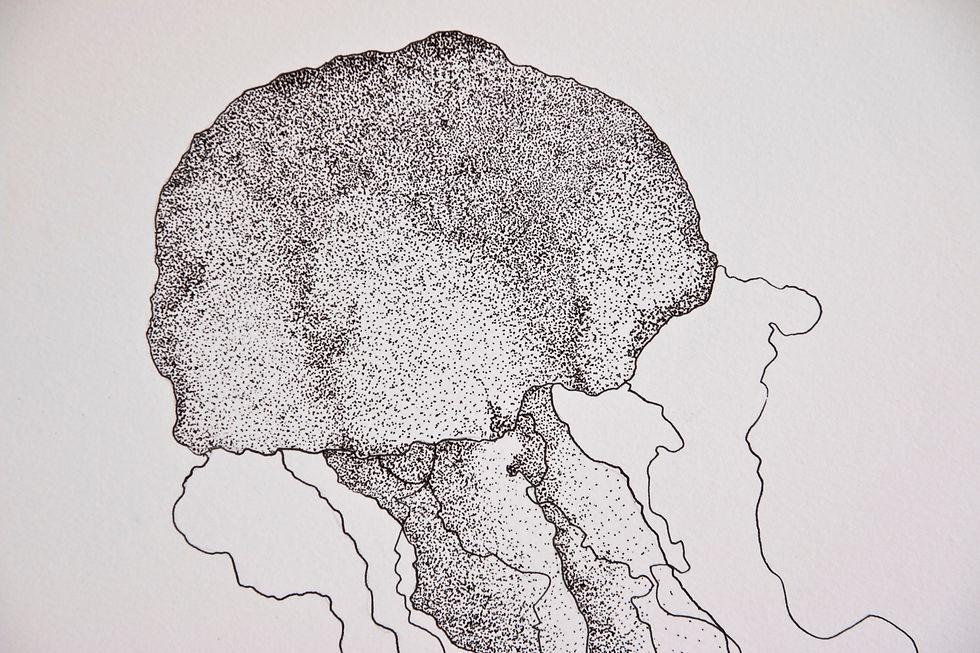 Jellyfish