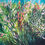 Thumbnail: Flowers - Jane Vaux