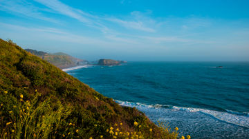 Goat Rock State Beach and wildflowers of Pacific Coast, Jenner, California. 