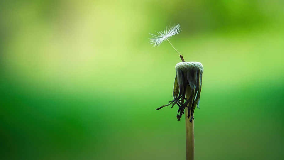 One Dandelion Seed symbolizing resilience, release, and the sacred journey of returning to self.