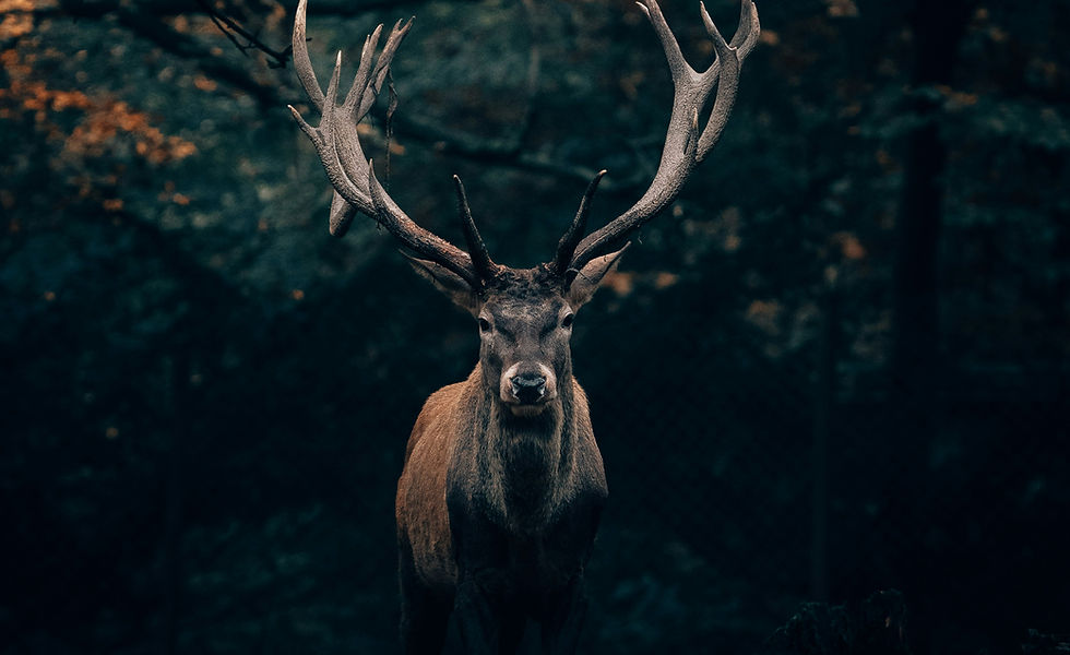 A stag stands symbolizing the sacred connection between animals, and spirit, a reflection of Gayle’s intuitive work.