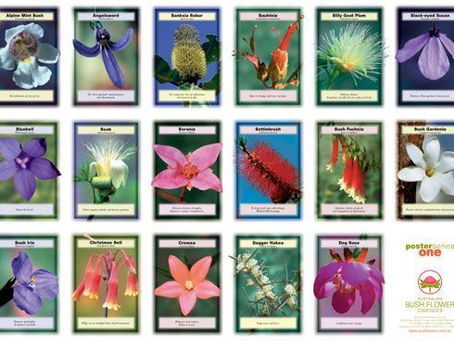Les élixirs de fleurs du Bush Australien