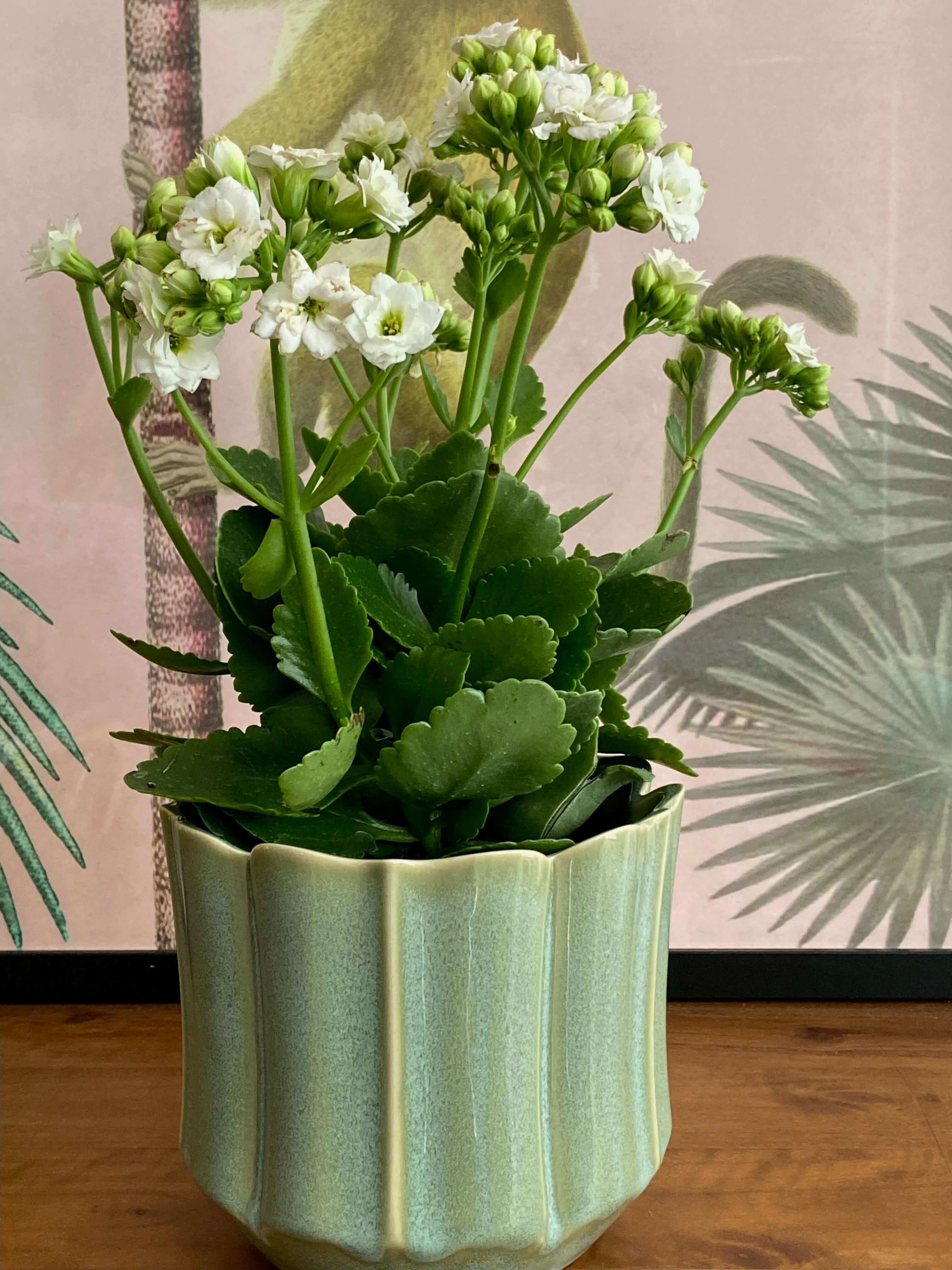 Calandiva flowering succulent in green ceramic pot with scalloped edges from local Balmain florist