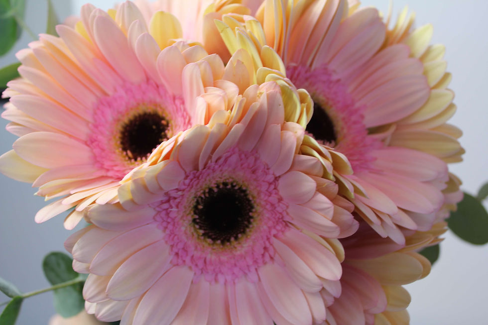Pretty Gerberas, not only visually stunning but also safe for your furry friends.