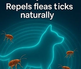 Natural flea protection for dogs and cats