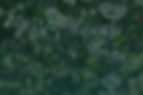 euc-airy-teal.jpg