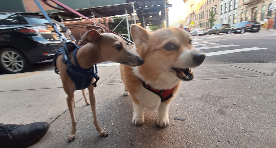 BarkSuppport-2025-07-01.png
