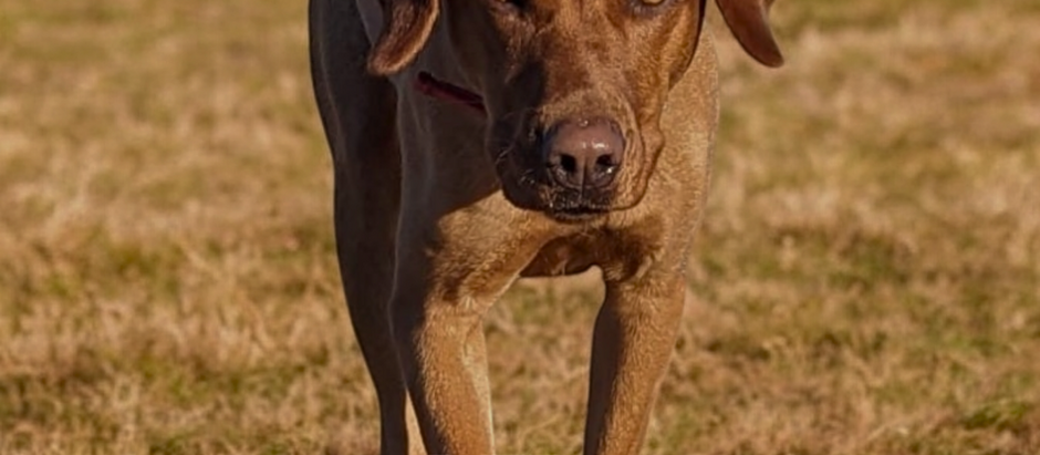 Der perfekte Rückruf: So trainierst du deinen Hund erfolgreich