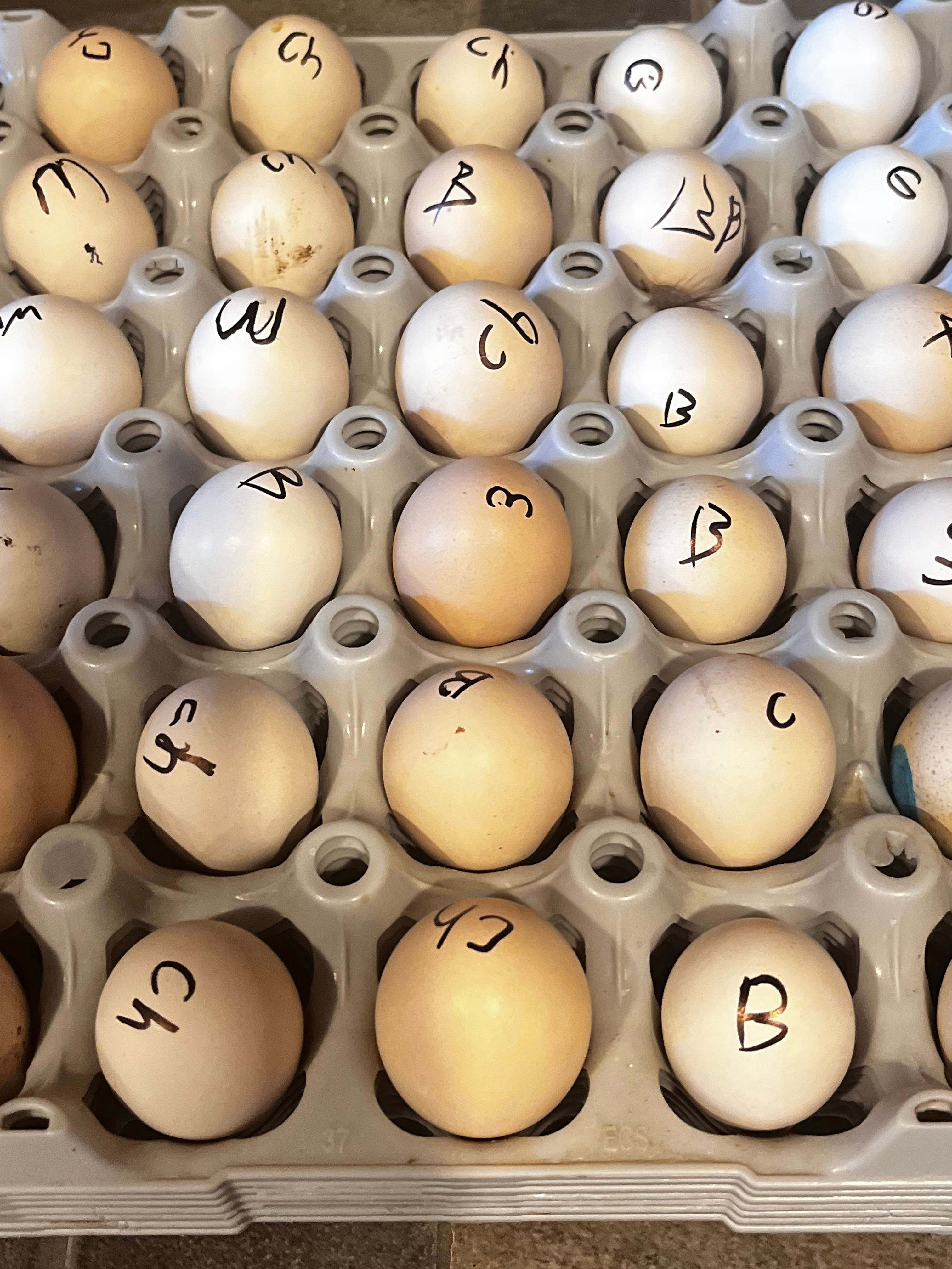 Silkie eggs hens  choice 