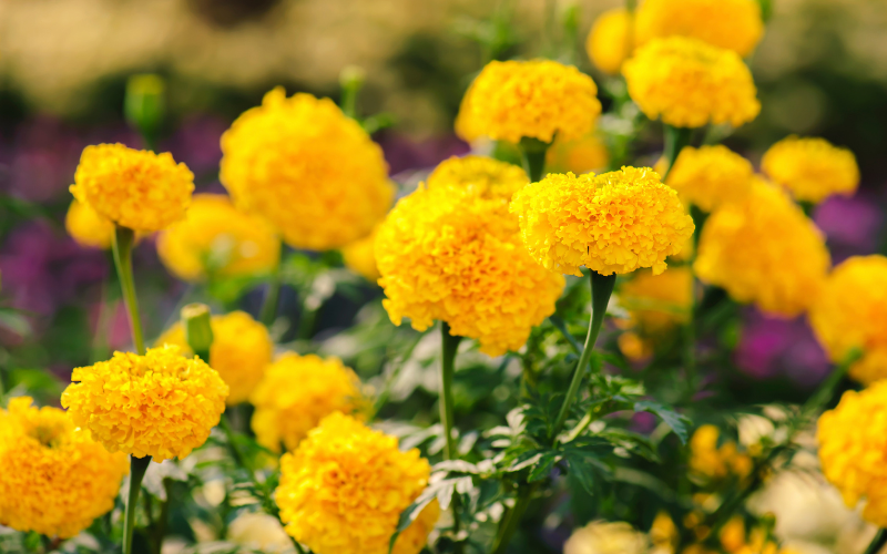 Yellow marigolds in bloom.