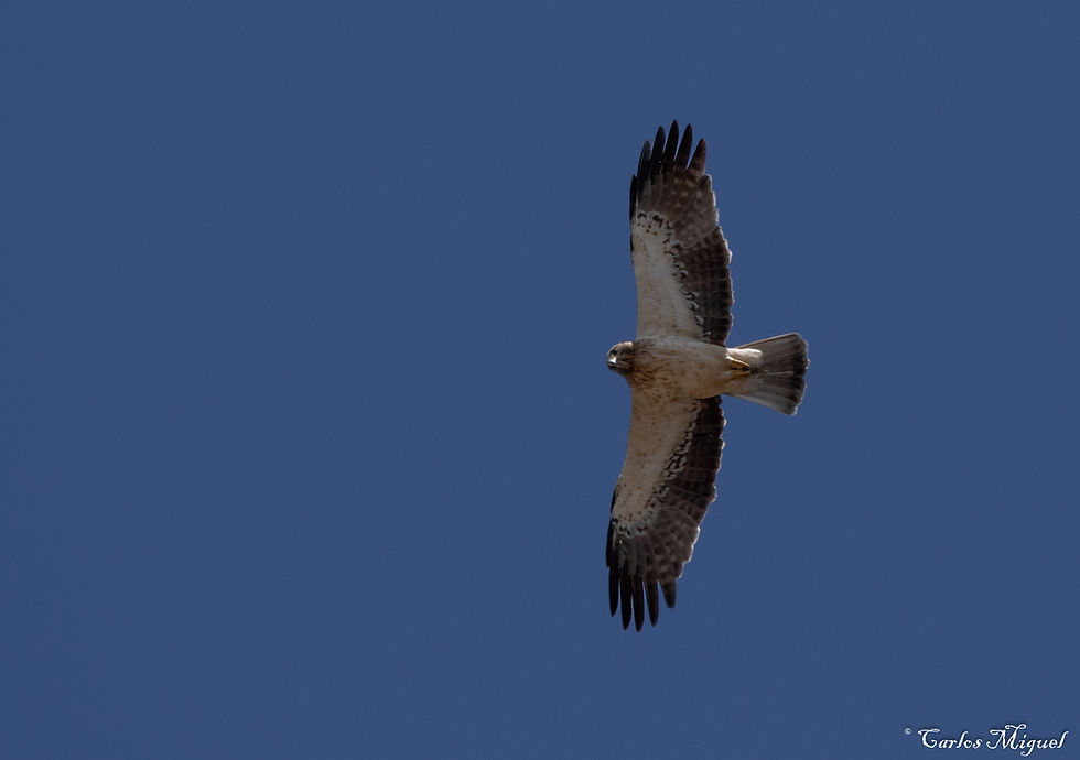Booted eagle ( Hieraaetus pennatus)