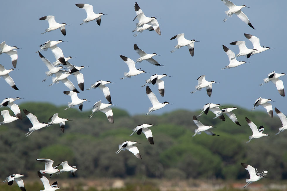 Pied avocet (Recurvirostra avosetta)