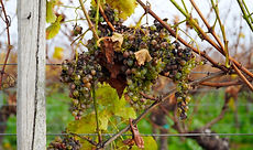 withered grapes.jpg