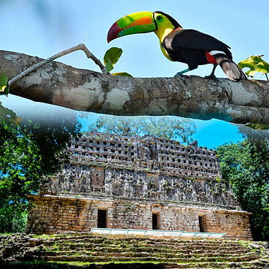 tucan y yaxchilan.jpg