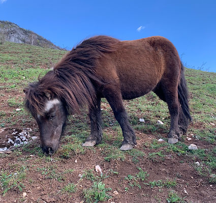 Lady poney d'équithérapie