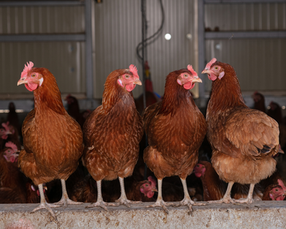 17 แบรนด์อาหารจาก 3 บริษัทใหญ่ประกาศนโยบายไข่ไก่ปลอดกรงในทวีปเอเชียและเปรู
