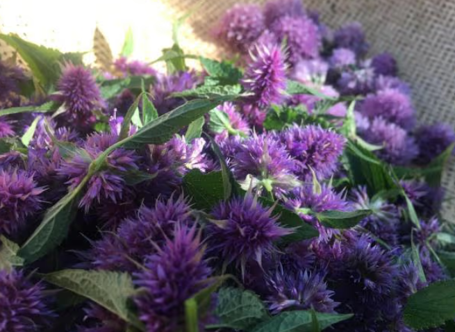 récolte d'agastache. Crédit photo : Les saveurs de Kristofine
