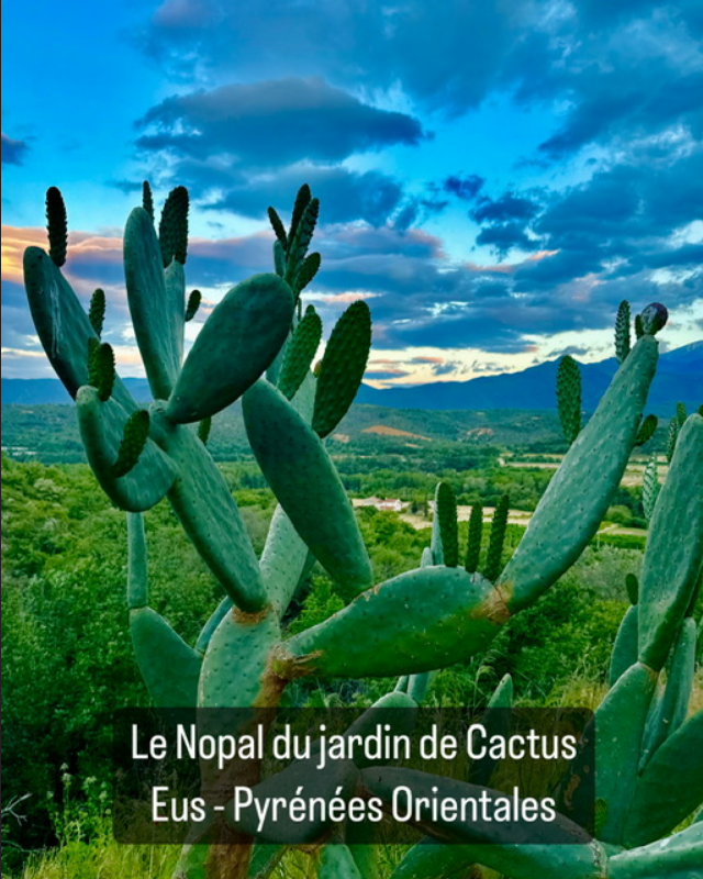 crédit photo : Casa Ilicia / https://lemoot.fr/